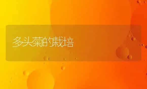 多头菊的栽培 | 家庭养花