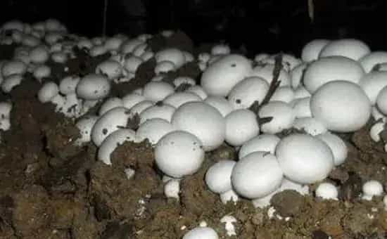 牛粪种蘑菇方法，2次发酵再播种，发菌期要通风