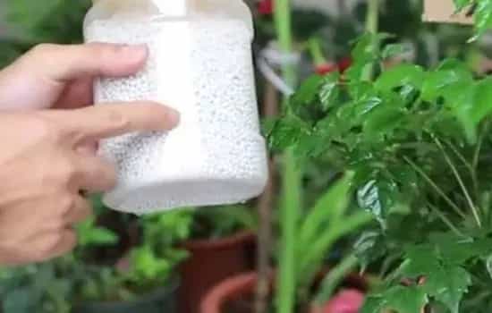 盆栽施肥 | 幸福树开花的时候可以施肥吗