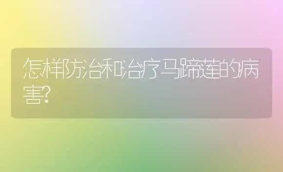 怎样防治和治疗马蹄莲的病害? | 家庭养花