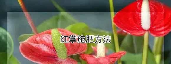红掌施肥方法