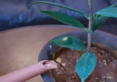 盆栽施肥 | 茶花怎样施肥 有哪些注意事项