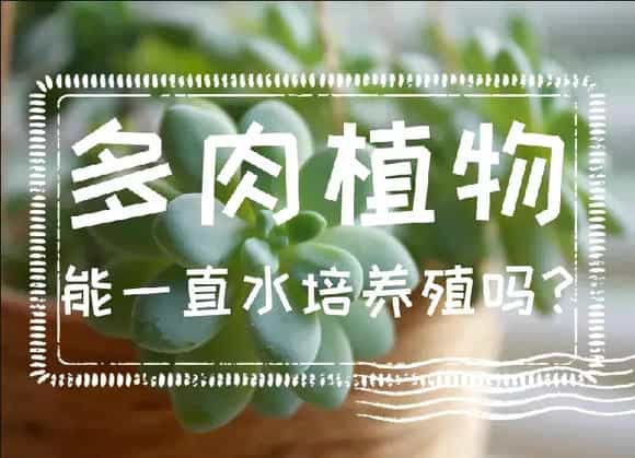多肉植物能一直水培养殖吗？多肉种植要点