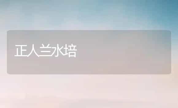 正人兰水培 | 家庭养花