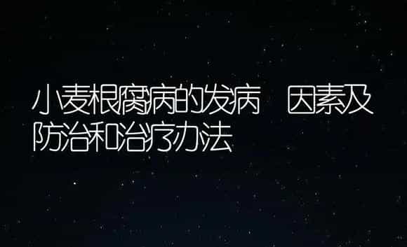 小麦根腐病的发病 因素及防治和治疗办法 | 农作物种植