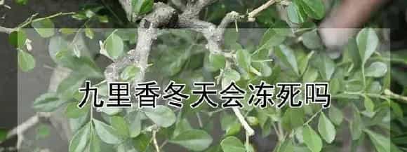 九里香冬天会冻死吗