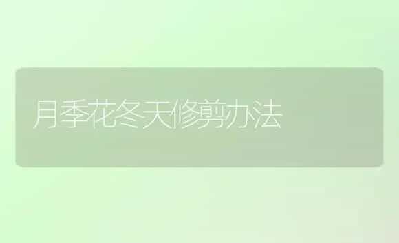 月季花冬天修剪办法 | 家庭养花