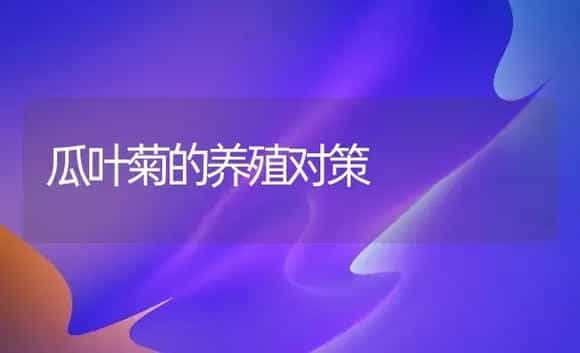 瓜叶菊的养殖对策 | 家庭养花