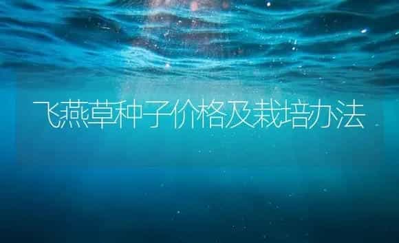 飞燕草种子价格及栽培办法 | 家庭养花
