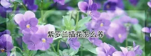 紫罗兰插花怎么养