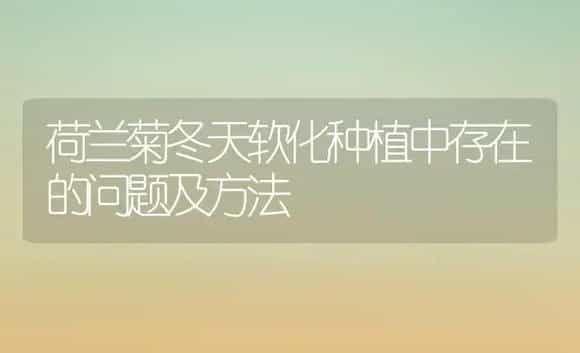 荷兰菊冬天软化种植中存在的问题及方法 | 家庭养花