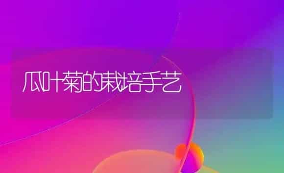 瓜叶菊的栽培手艺 | 家庭养花