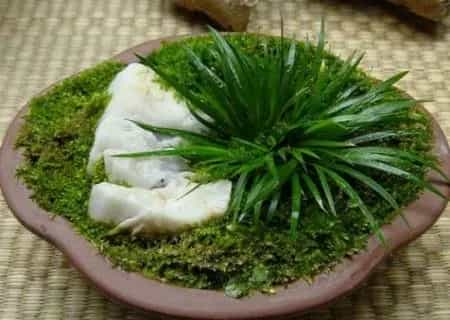 风水盆栽 | 菖蒲盆景可以放家里吗？菖蒲的风水作用