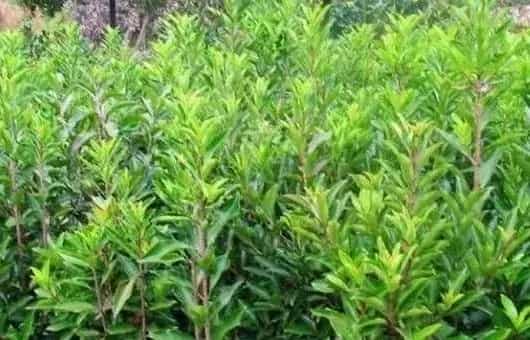 细说冬青的育苗方法与种植技术