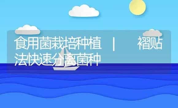 褶贴法快速分离菌种 | 菌菇种植