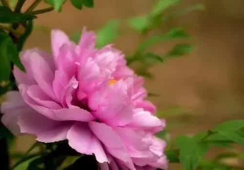 秋牡丹的花语和传说,洋牡丹叶子发黄