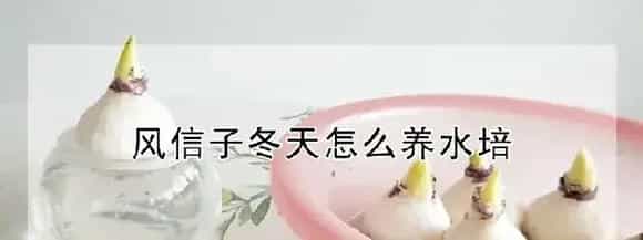 风信子冬天怎么养水培