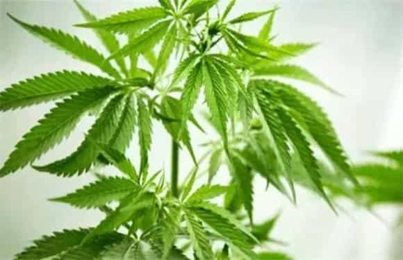 汉麻的栽培对策