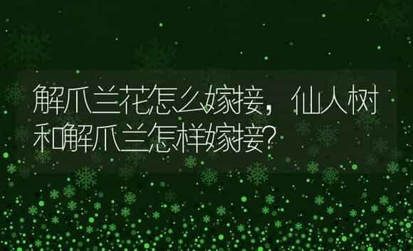 解爪兰花怎么嫁接,仙人树和解爪兰怎样嫁接？ | 多肉养殖