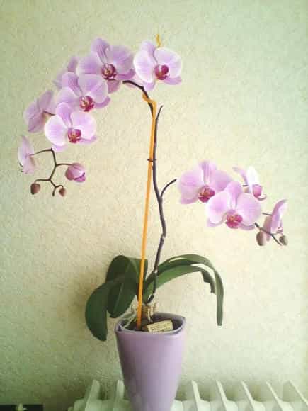 蝴蝶兰花语,蝴蝶兰怎么养