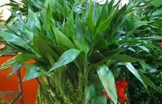 水培植物怎么养？这技巧养殖小技巧一定要学会！