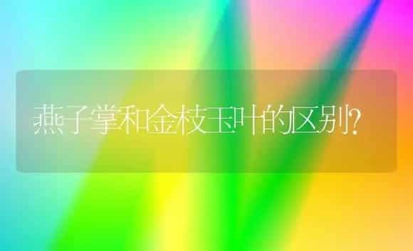 燕子掌和金枝玉叶的区别？ | 多肉养殖