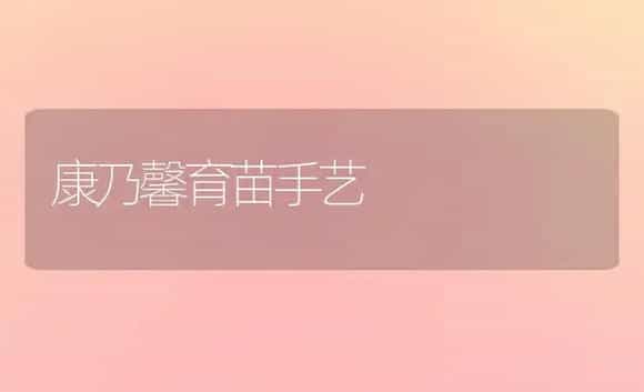 康乃馨育苗手艺 | 家庭养花