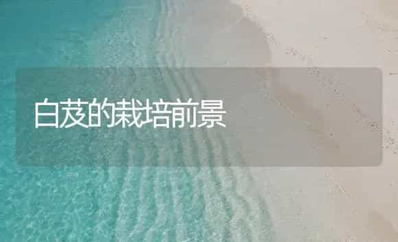 白芨的栽培前景 | 药材种植