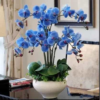 蝴蝶兰花语,蝴蝶兰怎么养