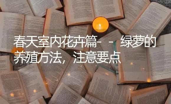 春天室内花卉篇--绿萝的养殖方法,注意要点 | 家庭养花