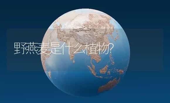 野燕麦是什么植物？ | 农作物种植