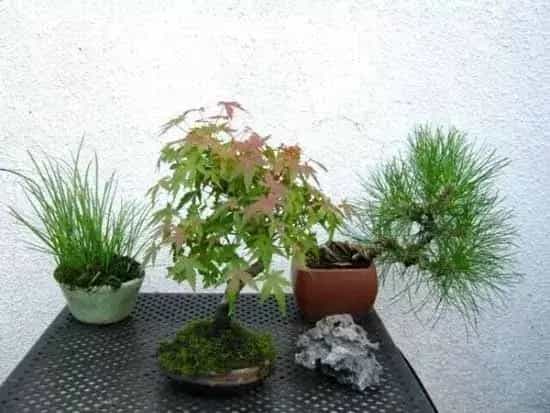 盆景材料 | 鸡爪枫盆景的取材与培育