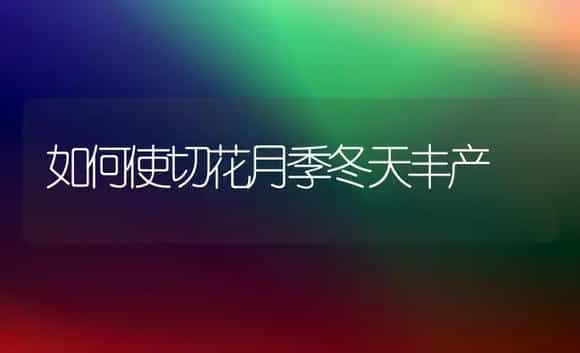 如何使切花月季冬天丰产 | 家庭养花