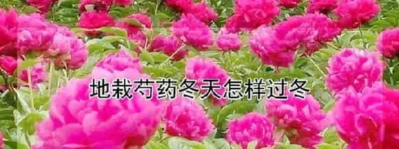 地栽芍药冬天怎样过冬