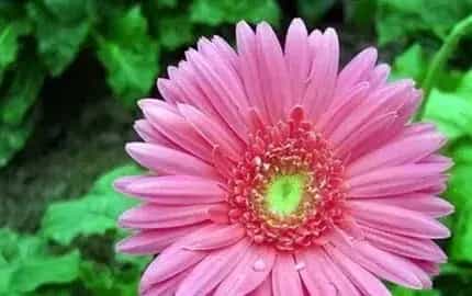 非洲菊冬天还能开花吗?冬天怎么养护?