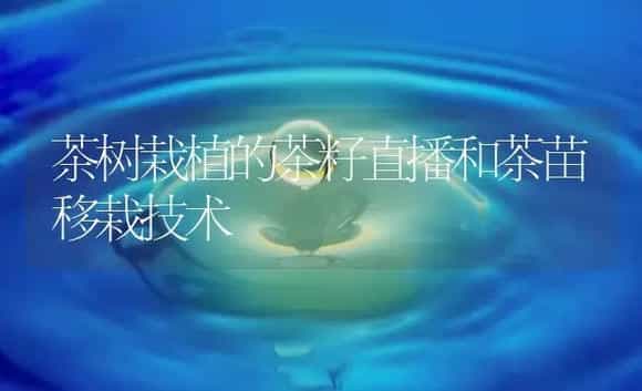 茶树栽植的茶籽直播和茶苗移栽技术 | 农作物种植
