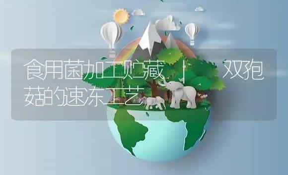 双孢菇的速冻工艺 | 菌菇种植