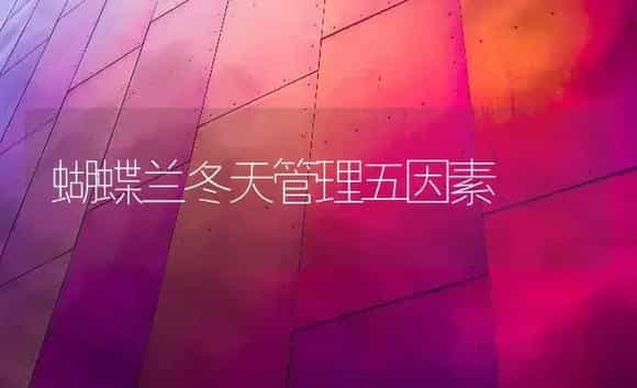 蝴蝶兰冬天管理五因素 | 家庭养花