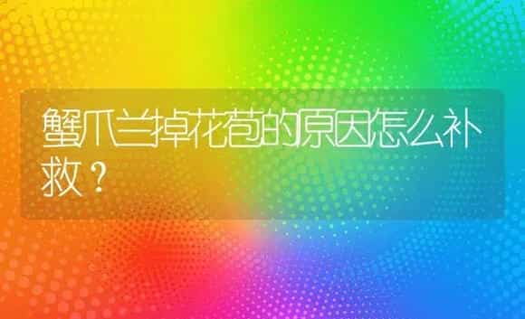 蟹爪兰掉花苞的原因怎么补救？ | 多肉养殖