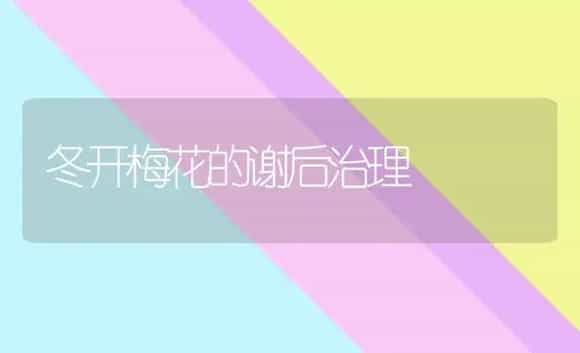 冬开梅花的谢后治理 | 家庭养花