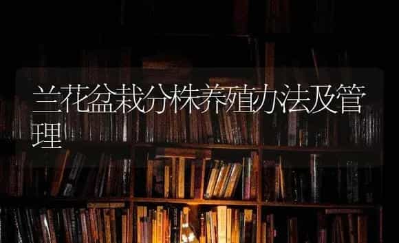 兰花盆栽分株养殖办法及管理 | 特种种植