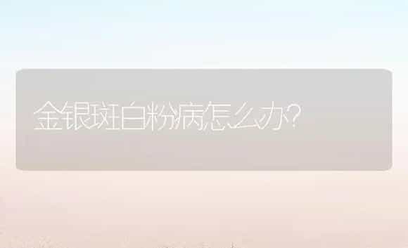 金银斑白粉病怎么办？ | 药材种植