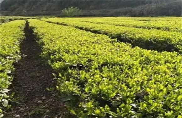 毛尖茶的栽培管理要点