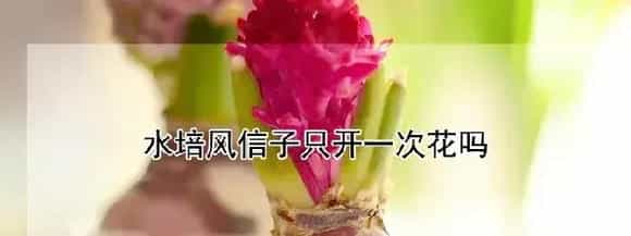 水培风信子只开一次花吗