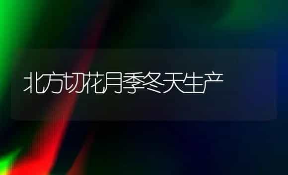 北方切花月季冬天生产 | 家庭养花