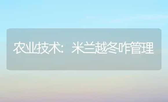 农业技术:米兰越冬咋管理 | 家庭养花