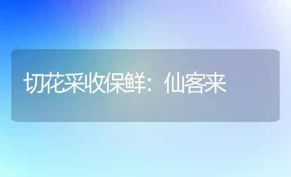 切花采收保鲜：仙客来 | 家庭养花