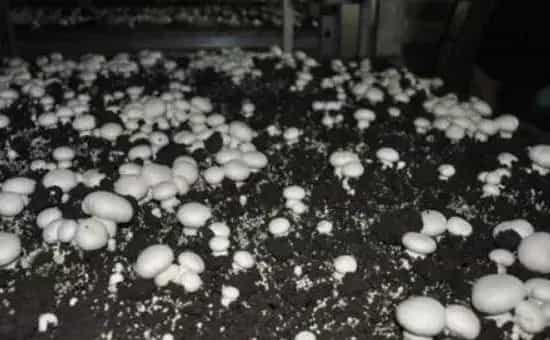 牛粪种蘑菇方法，2次发酵再播种，发菌期要通风