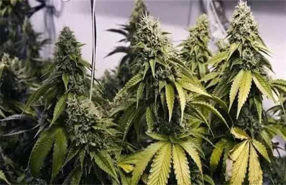 大麻的栽培技术