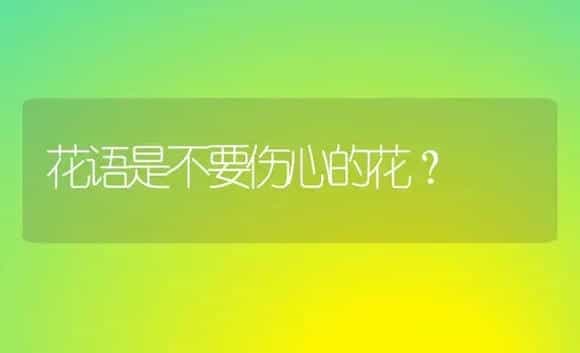 花语是不要伤心的花？ | 绿植常识